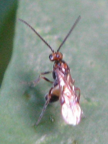 Dobbiamo stare vicini vicini (Braconidae?)